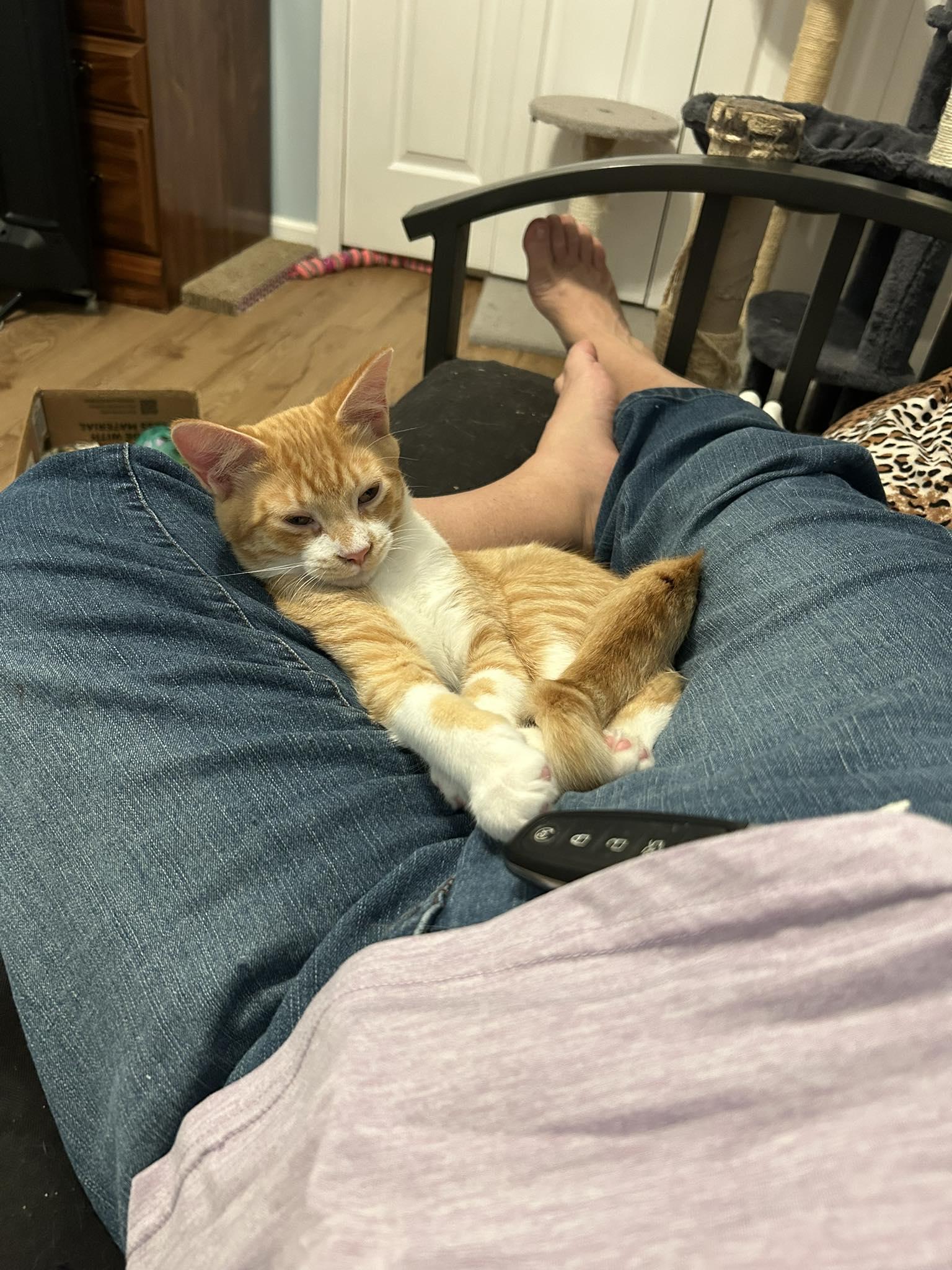 Asher, Adoptable, Young Male Oriental Tabby & Domestic Short Hair.