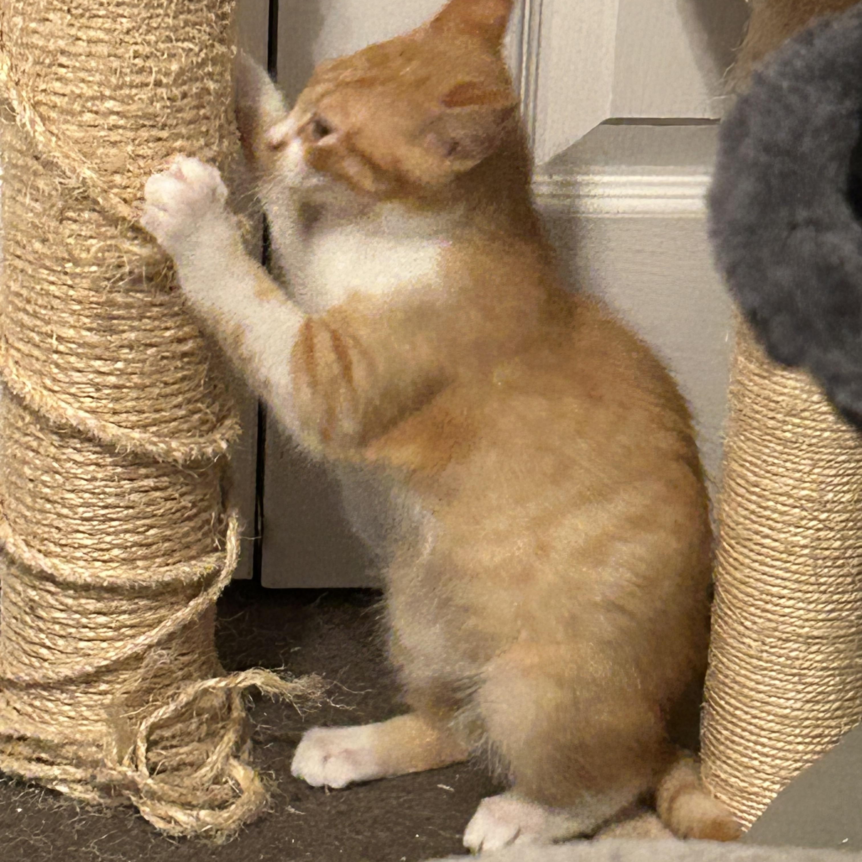 Enlarge Asher, a Adoptable mixed breed in Macomb, MI image 2/4