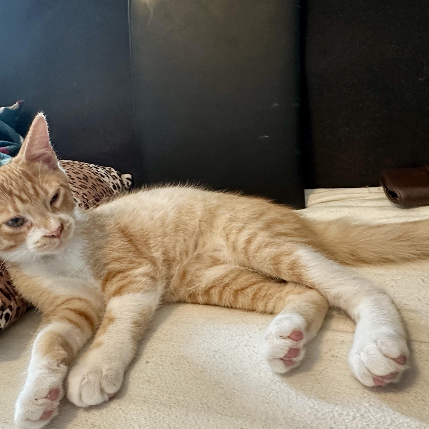 Enlarge Asher, a Adoptable mixed breed in Macomb, MI image 4/4