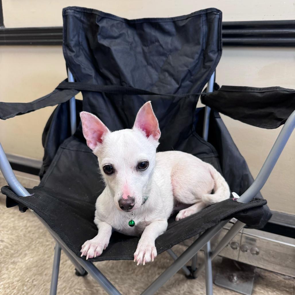 Scout, Adoptable, Adult Female Mixed Breed.