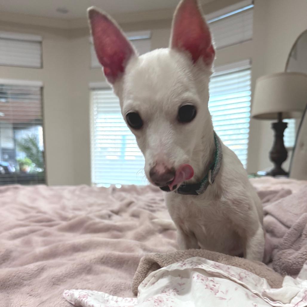 Enlarge Scout, a Adoptable Mixed Breed in Webster, TX image 2/5