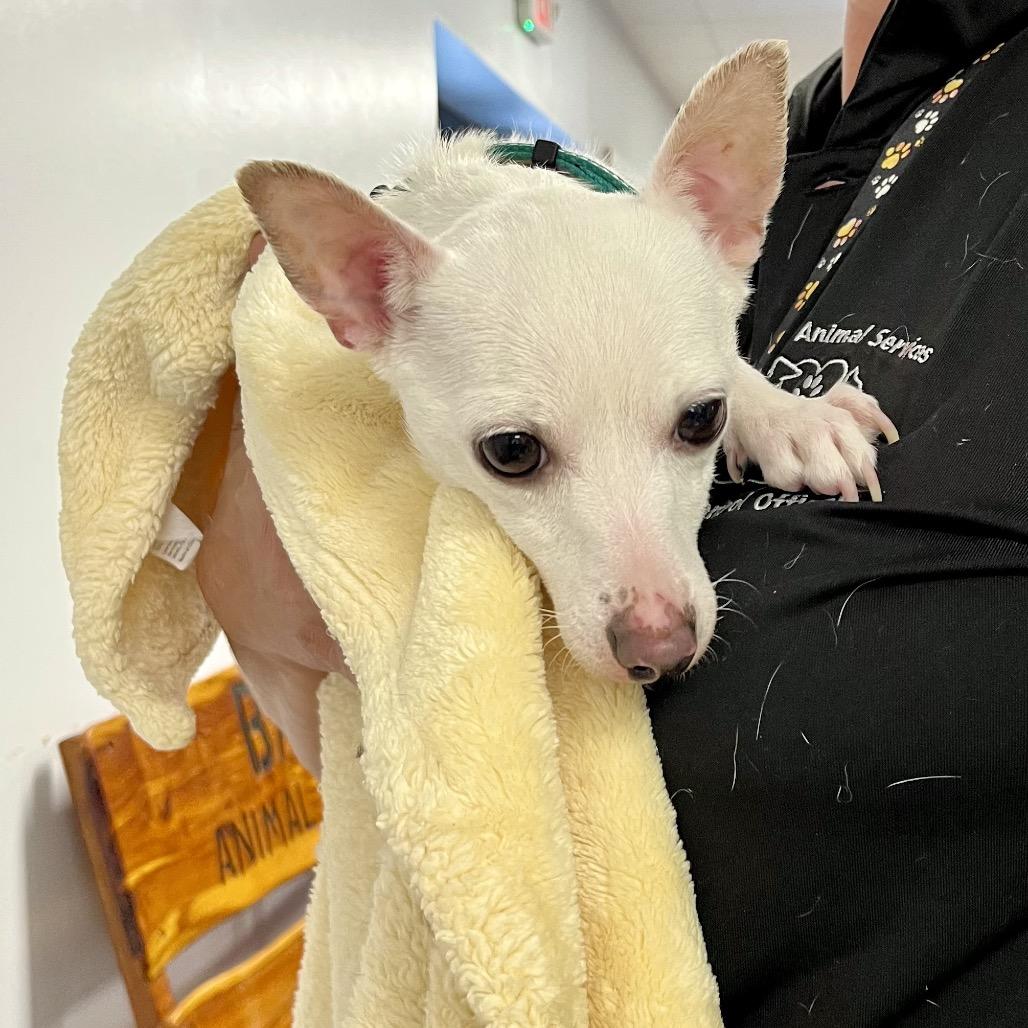 Enlarge Scout, a Adoptable Mixed Breed in Webster, TX image 3/5