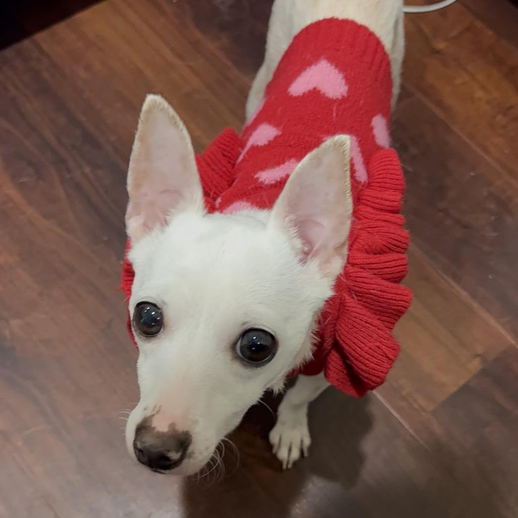 Enlarge Scout, a Adoptable Mixed Breed in Webster, TX image 5/5