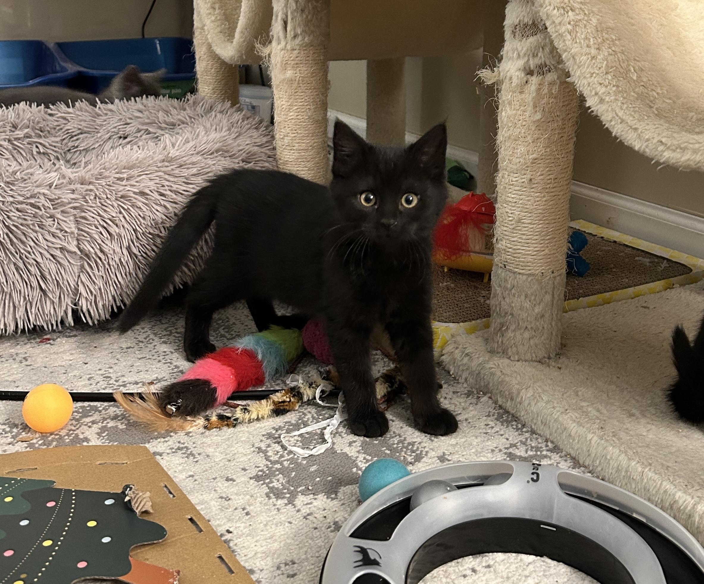 Wren, Adoptable, Kitten Female Domestic Short Hair.