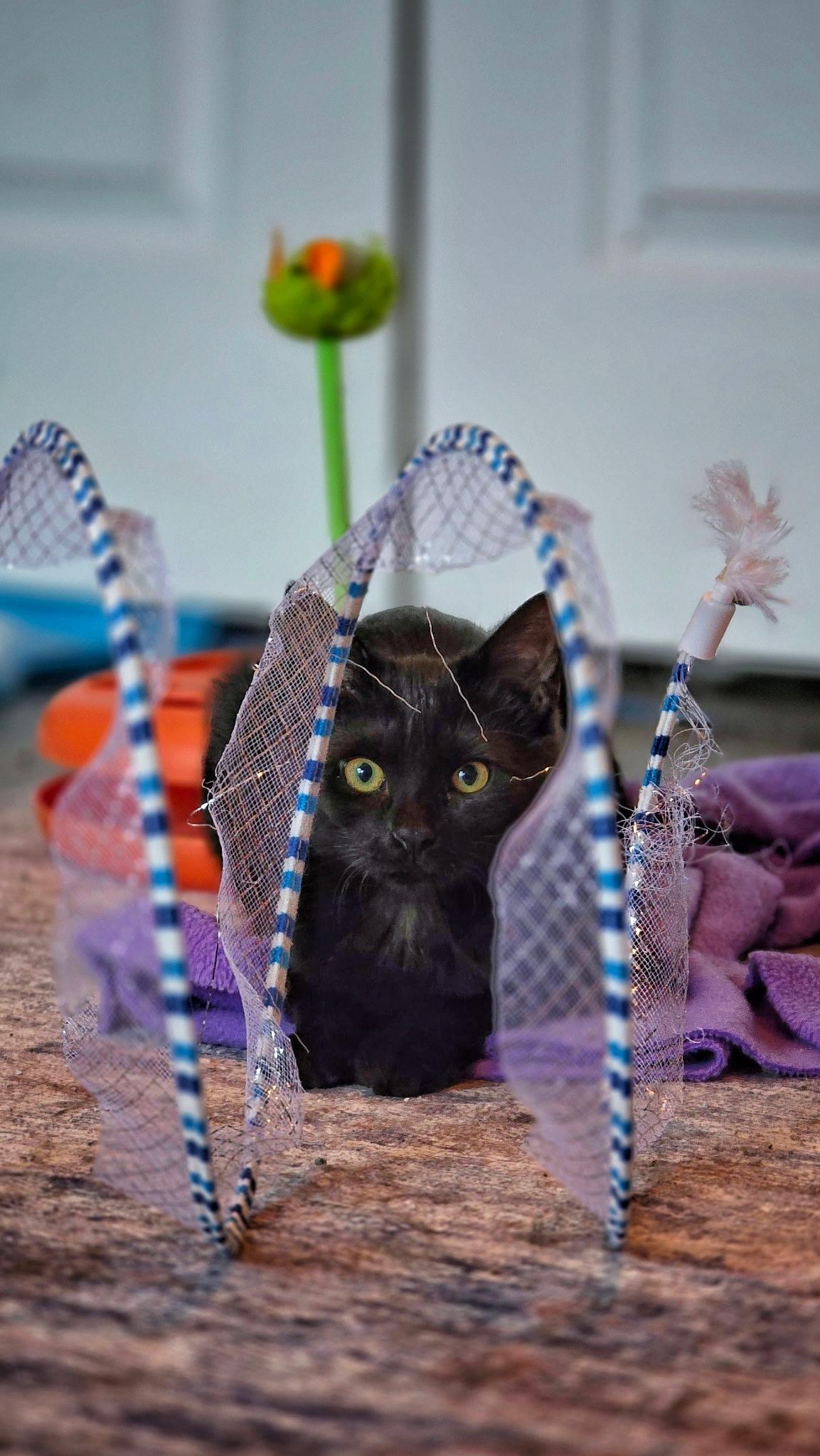 Wren - Special Needs, Adoptable, Kitten Female Domestic Short Hair.