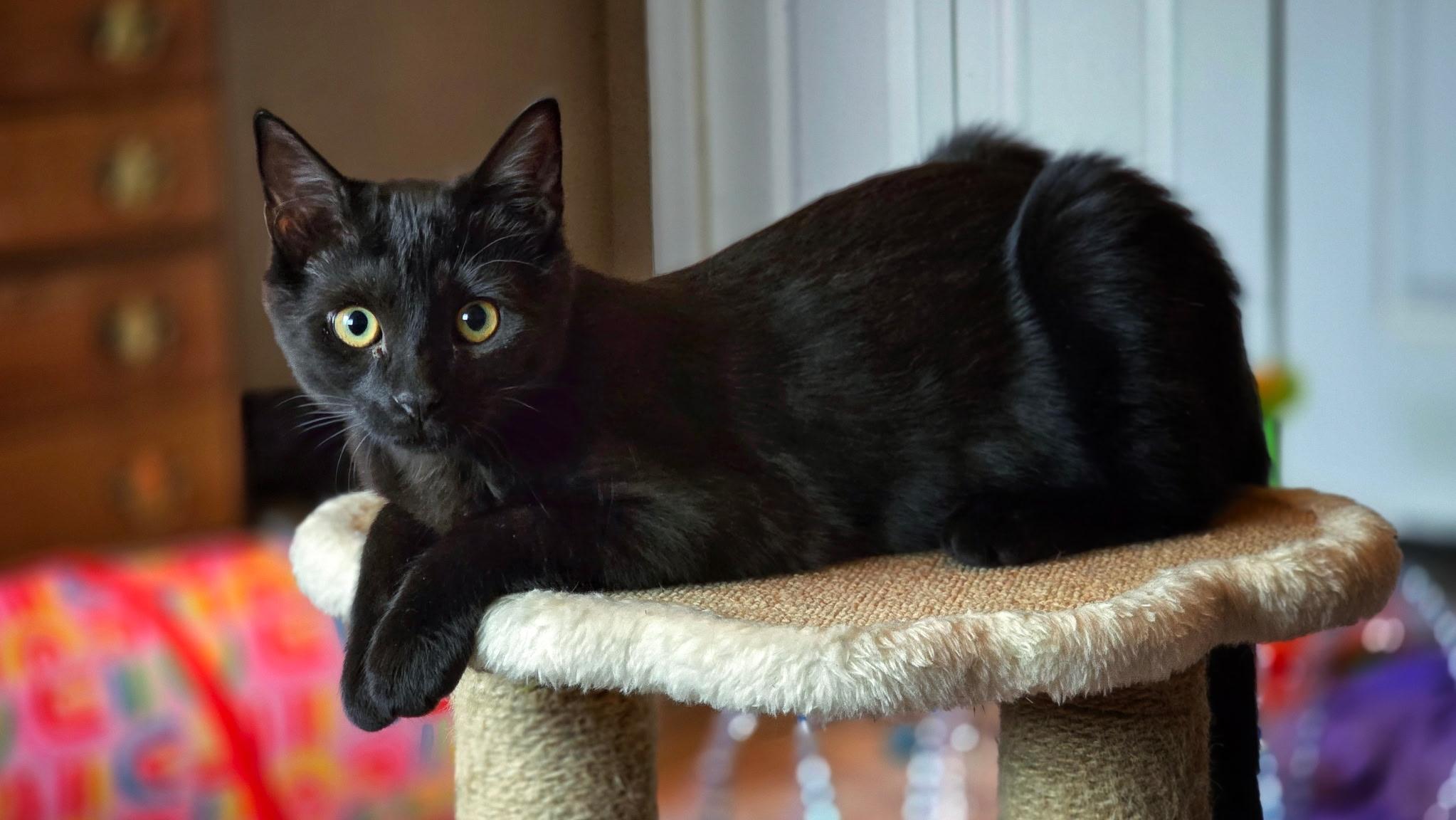 Enlarge Wren - Special Needs, a Adoptable mixed breed in BREINIGSVILLE, PA image 3/5