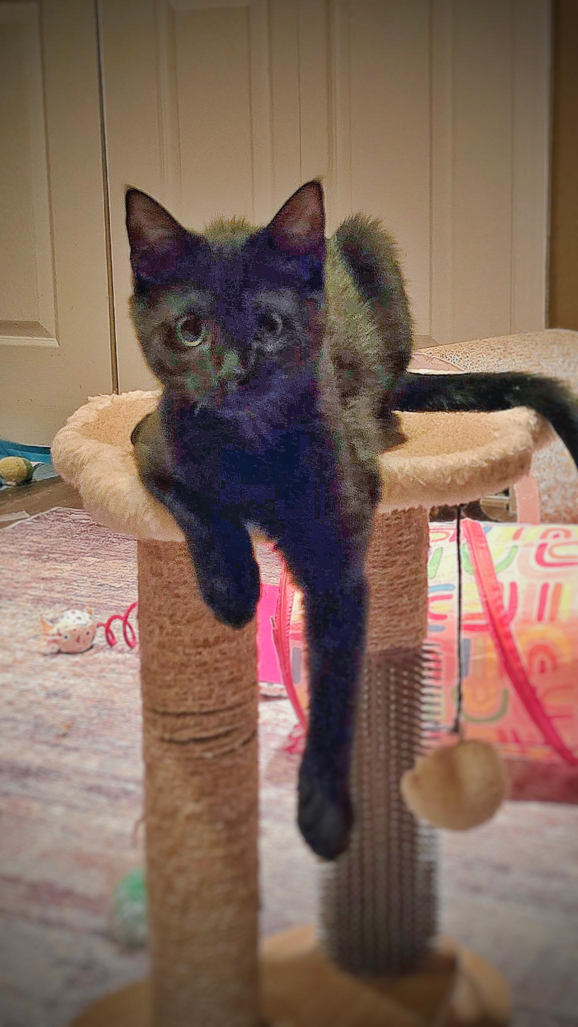 Enlarge Wren - Special Needs, a Adoptable mixed breed in BREINIGSVILLE, PA image 4/5