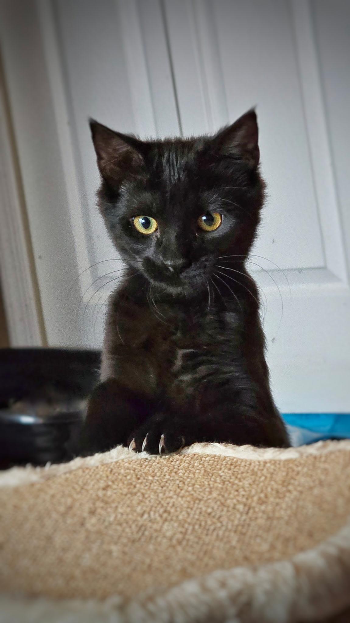 Enlarge Wren - Special Needs, a Adoptable mixed breed in BREINIGSVILLE, PA image 5/5