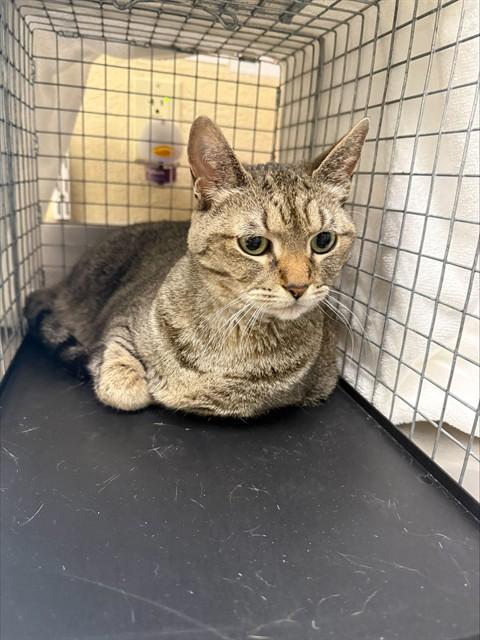 SHELBY, Adoptable, Senior Female Domestic Short Hair.
