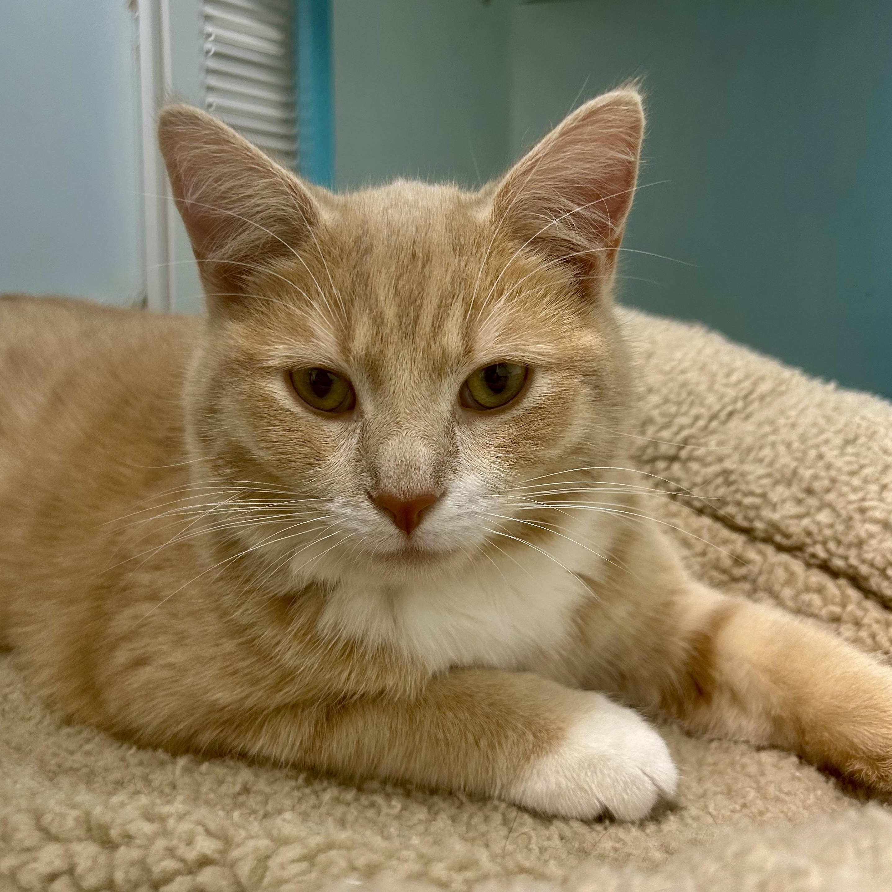 Enlarge Amarillo, a Adoptable Tabby in Grand Rapids, MI image 6/6