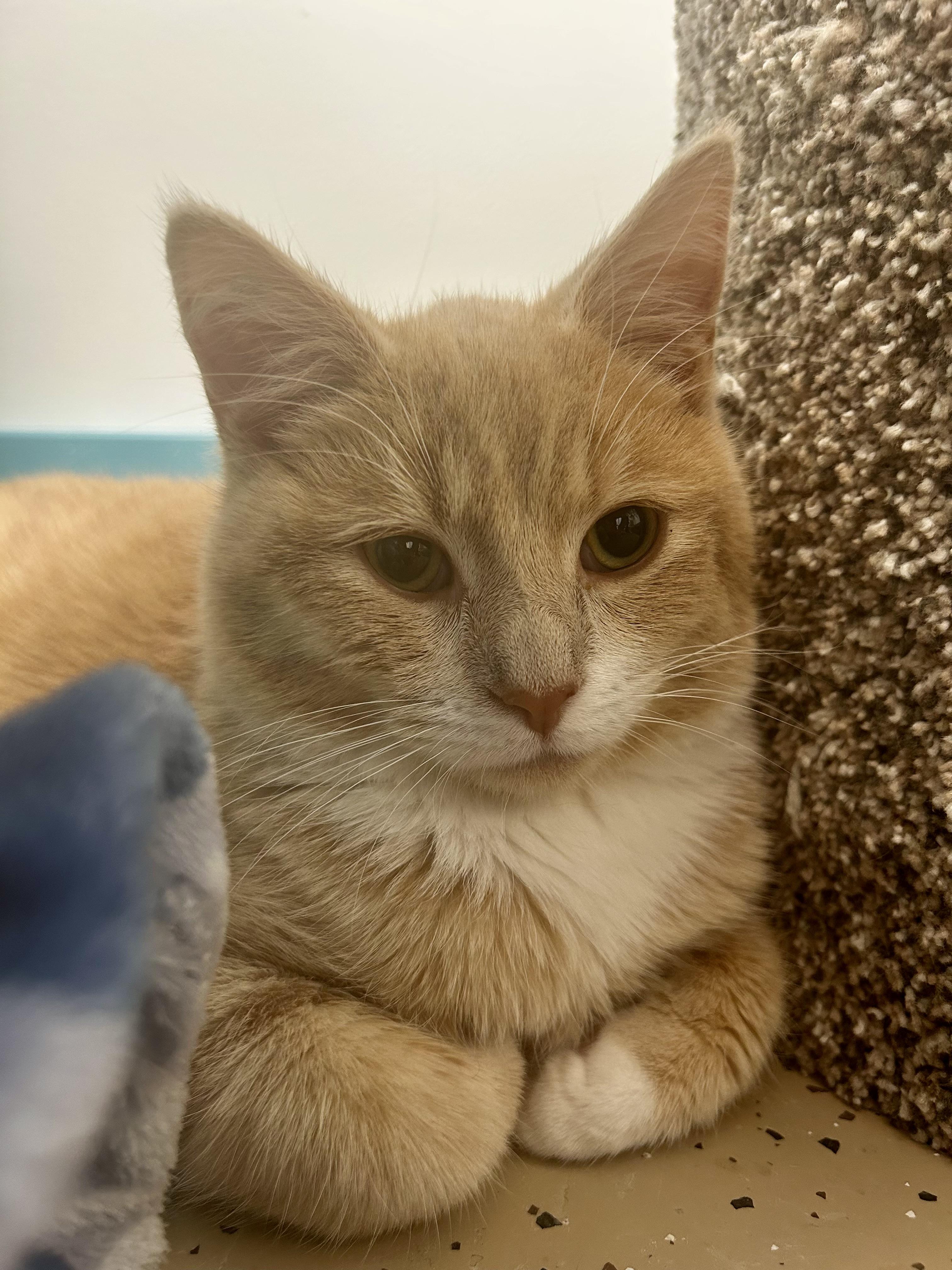 Enlarge Amarillo, a Adoptable Tabby in Grand Rapids, MI image 3/6