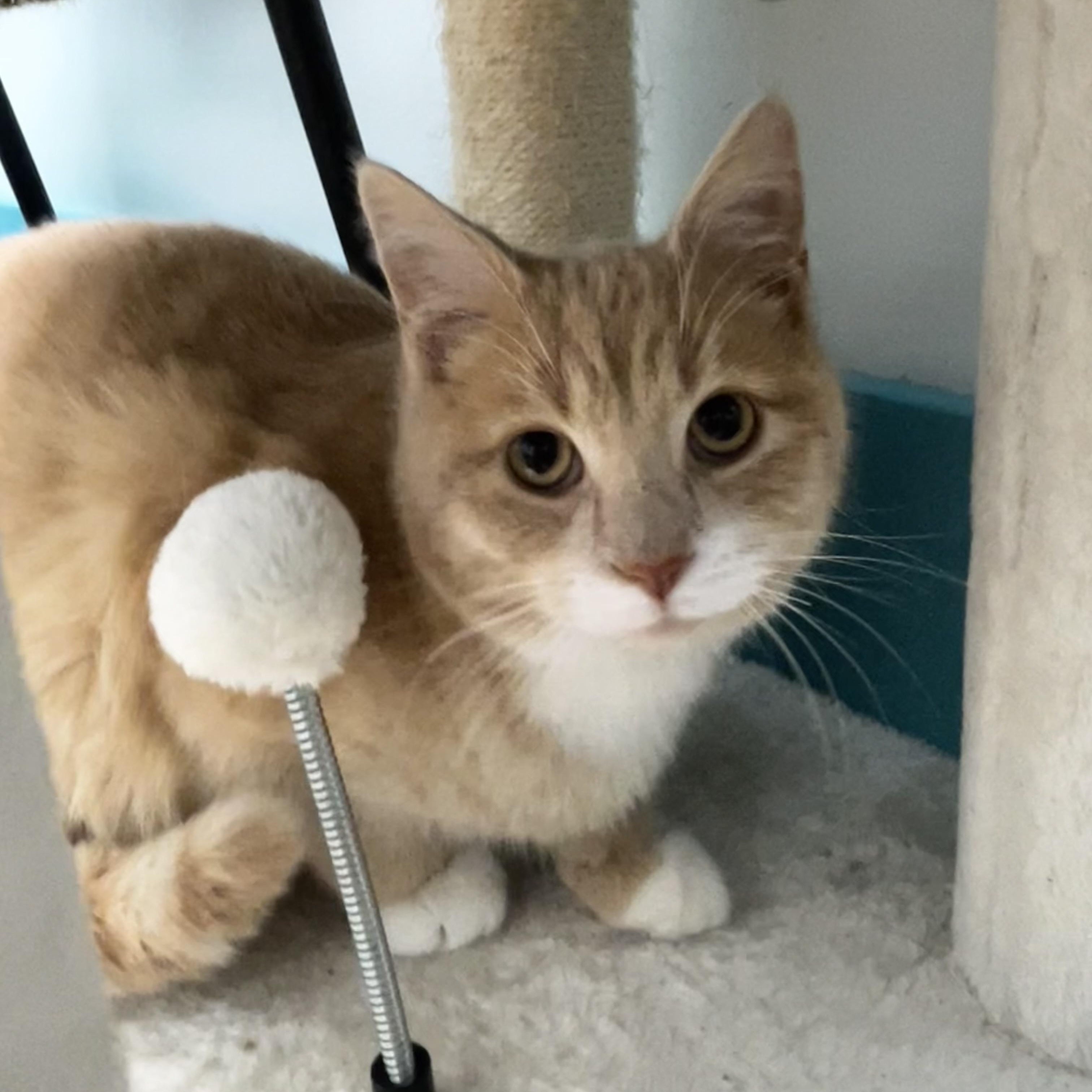 Enlarge Amarillo, a Adoptable Tabby in Grand Rapids, MI image 2/6