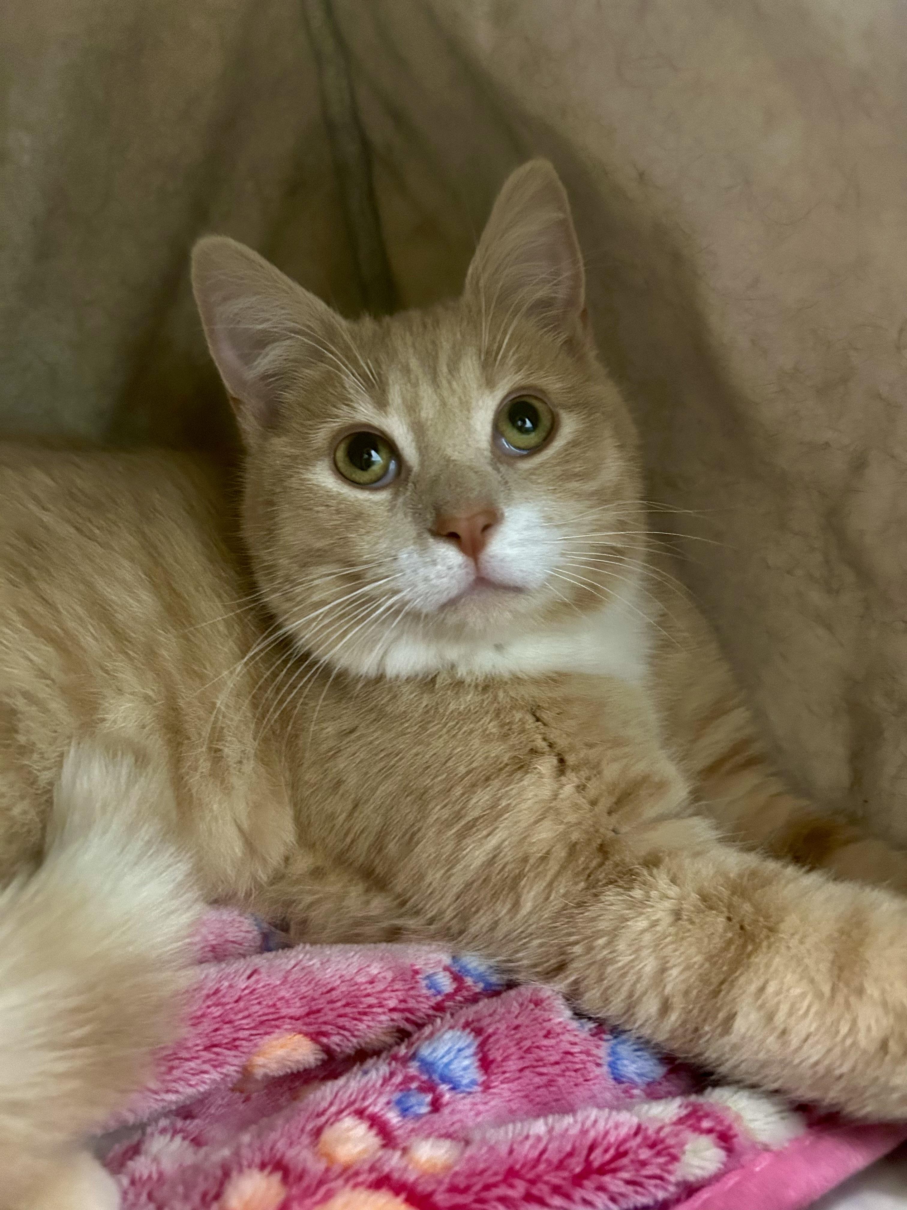 Enlarge Amarillo, a Adoptable Tabby in Grand Rapids, MI image 5/6