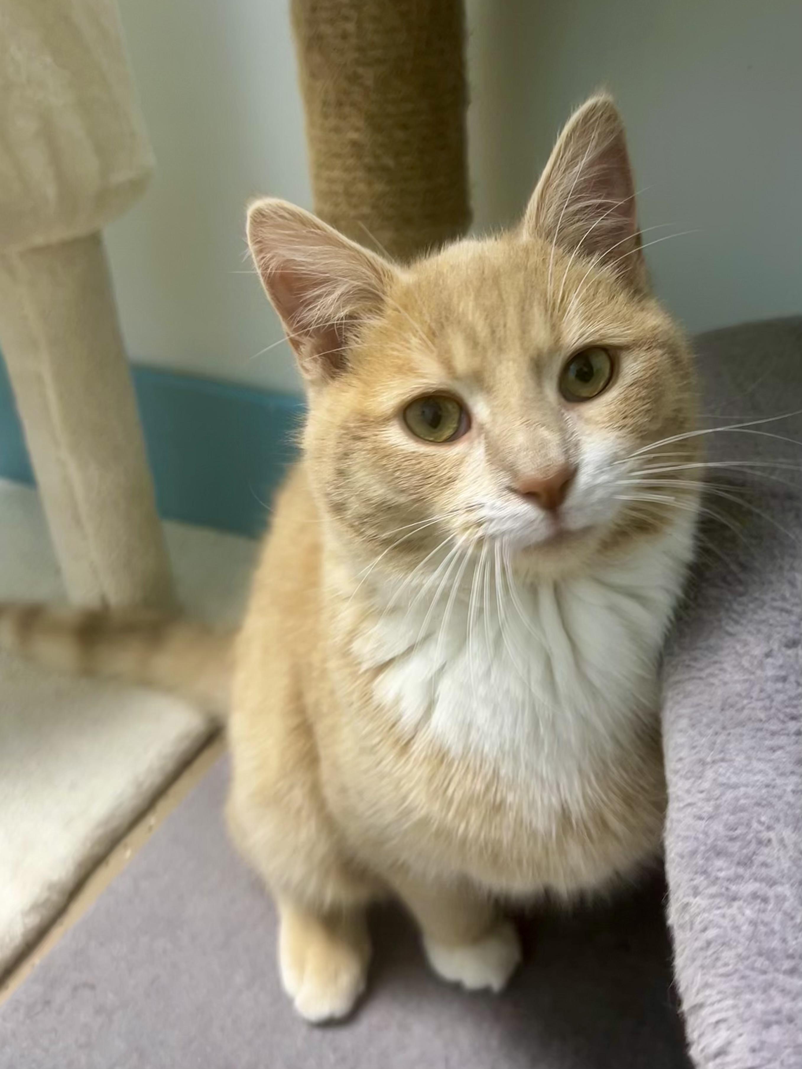 Amarillo, Adoptable, Kitten Male Tabby.