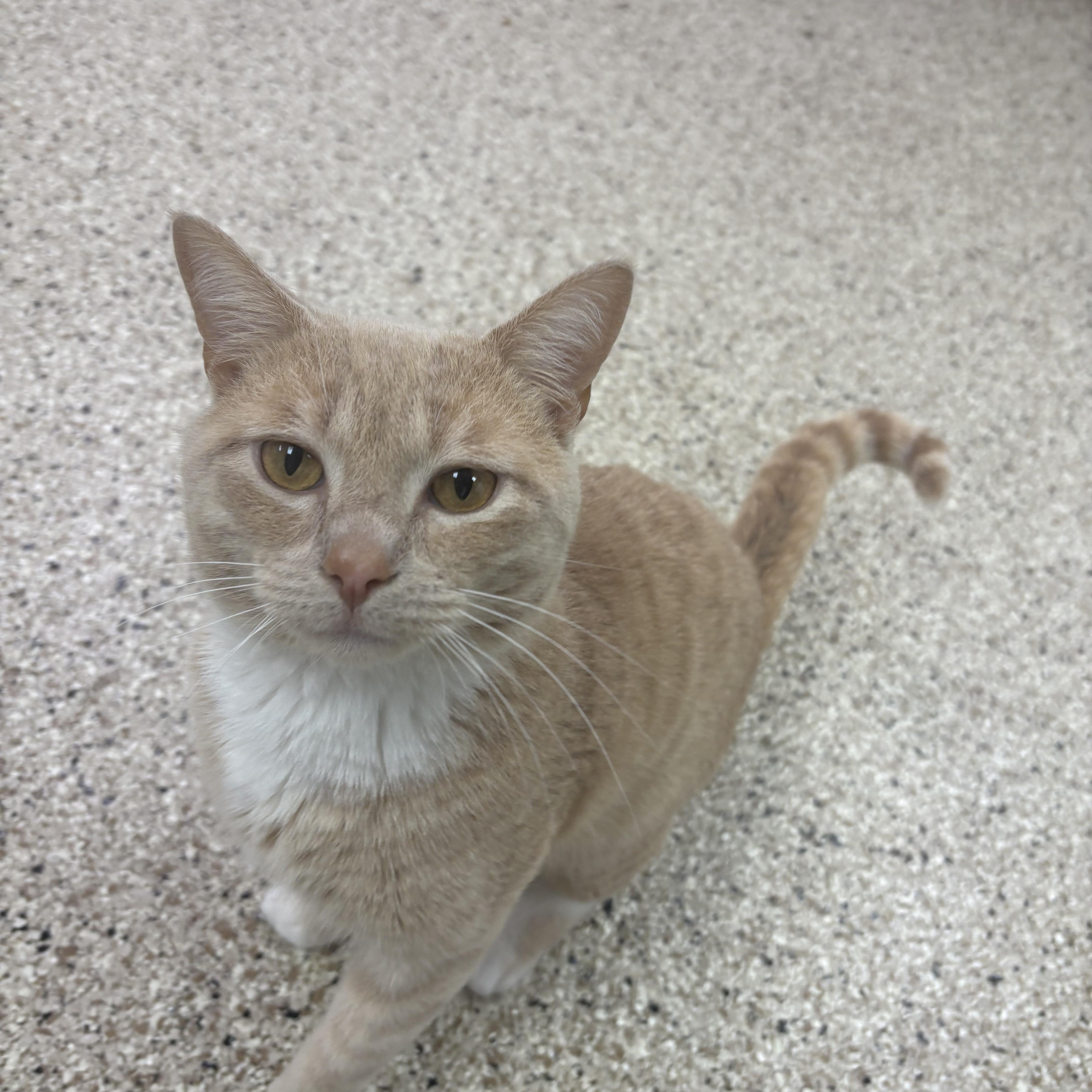 Enlarge Tangerine, an adopted Domestic Short Hair in Blue Springs, MO image 1/1