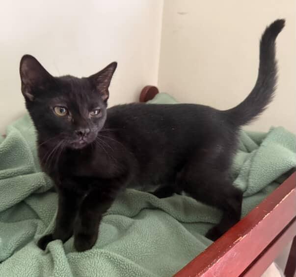 Enlarge Gorgonzola, a Adoptable Domestic Short Hair in Red Hook, NY image 1/6