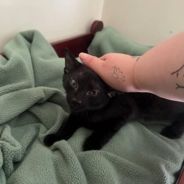 Enlarge Gorgonzola, a Adoptable Domestic Short Hair in Red Hook, NY image 4/6