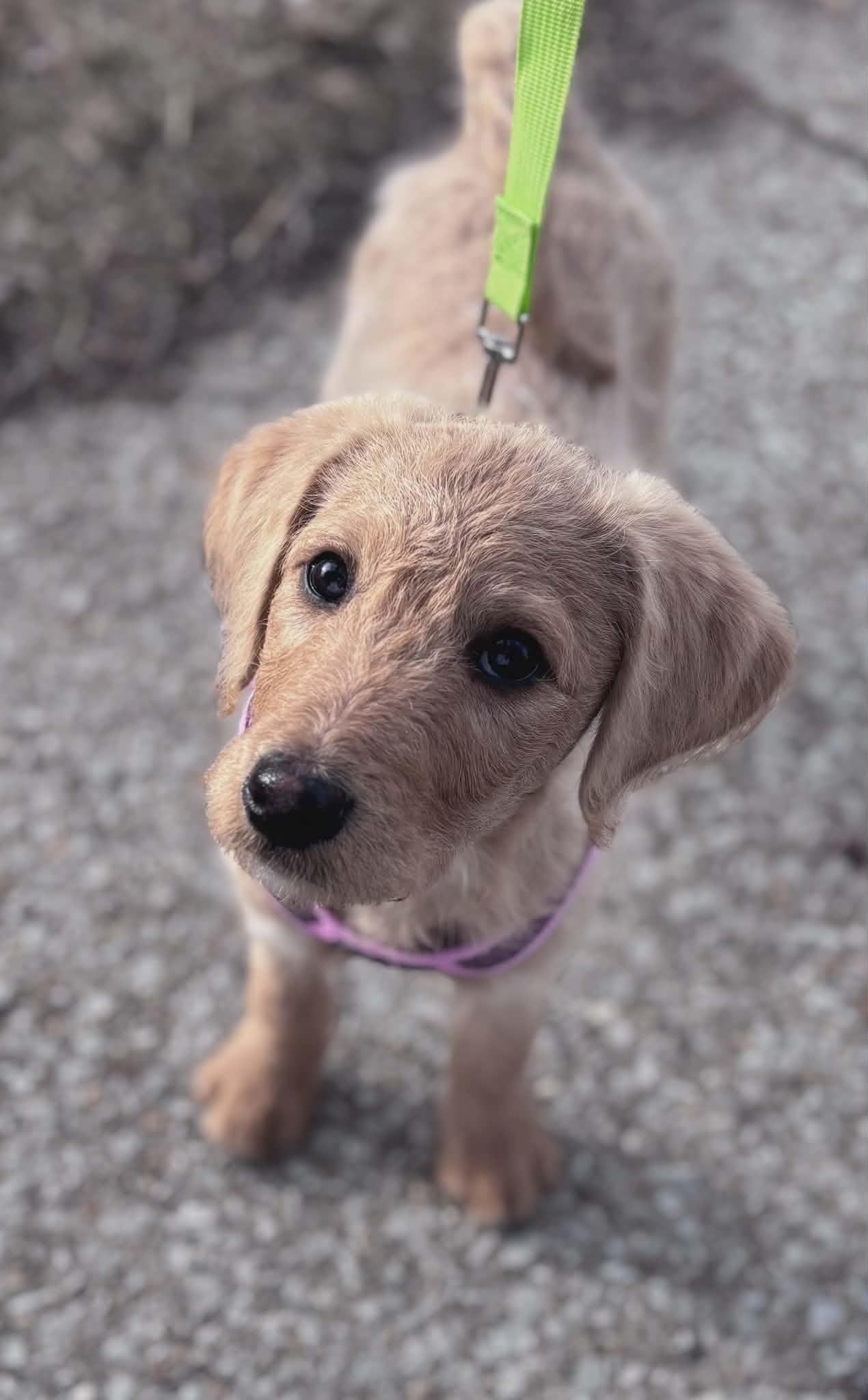 Crocodile, Adopted, Puppy Female Great Pyrenees & Standard Poodle.