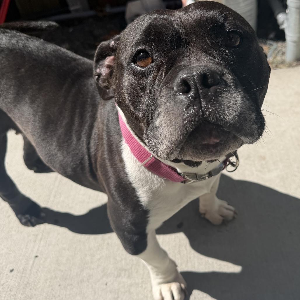 Magpie, a Adoptable Mixed Breed in Sonoma, CA image 1/4