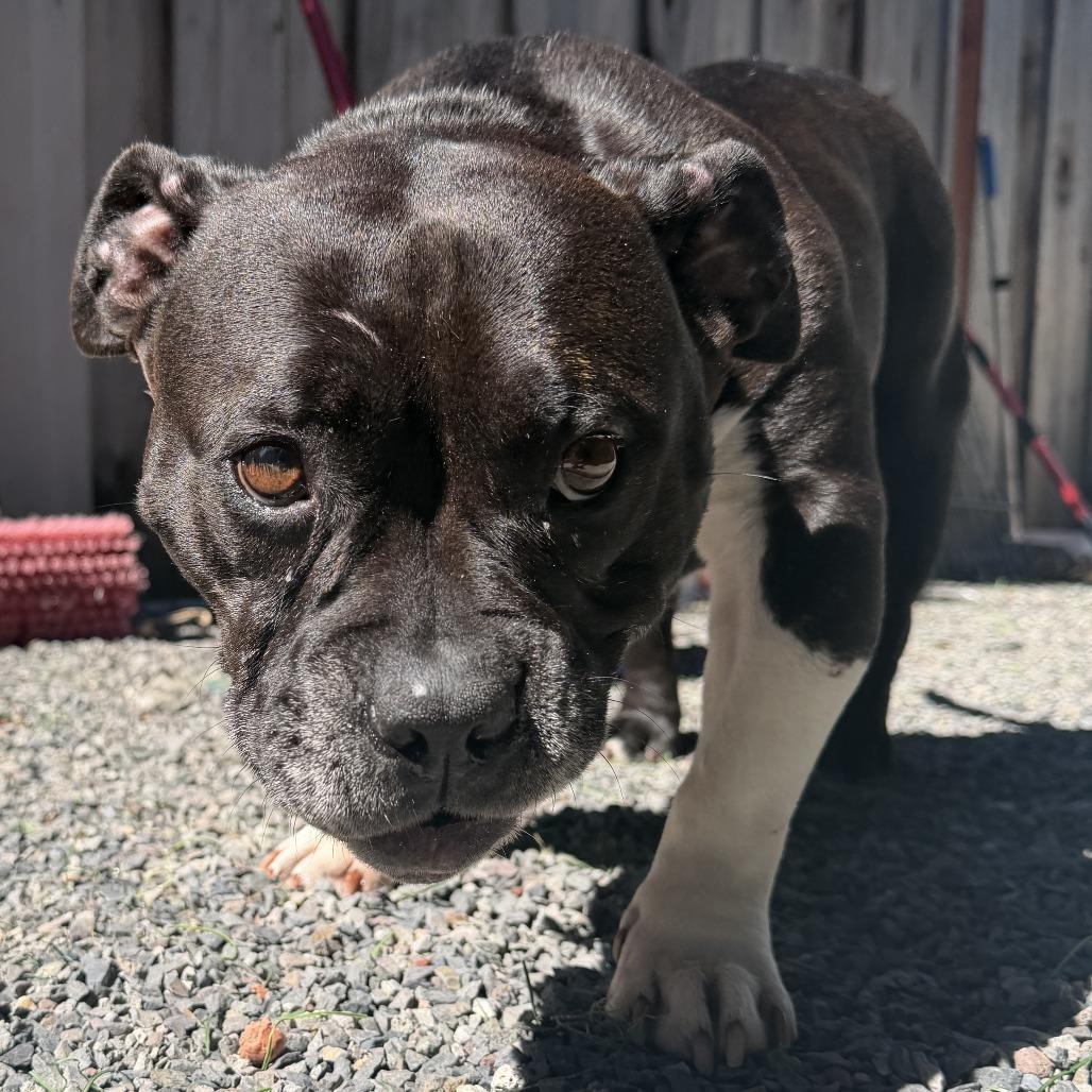 Magpie, a Adoptable Mixed Breed in Sonoma, CA image 2/4