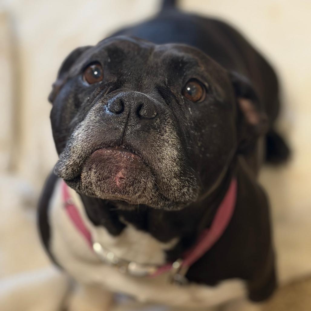 Magpie, a Adoptable Mixed Breed in Sonoma, CA image 3/4