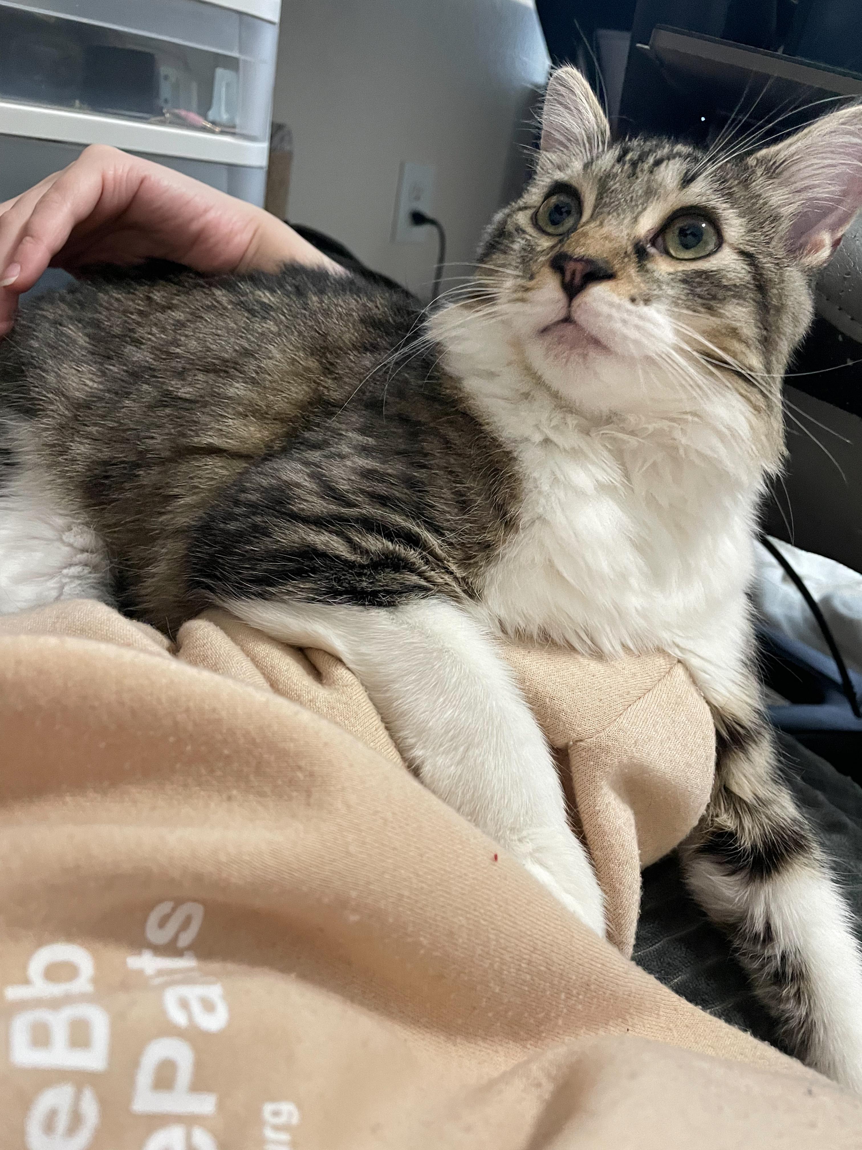 Mattie, a Adoptable Domestic Long Hair in Norfolk, VA image 3/4