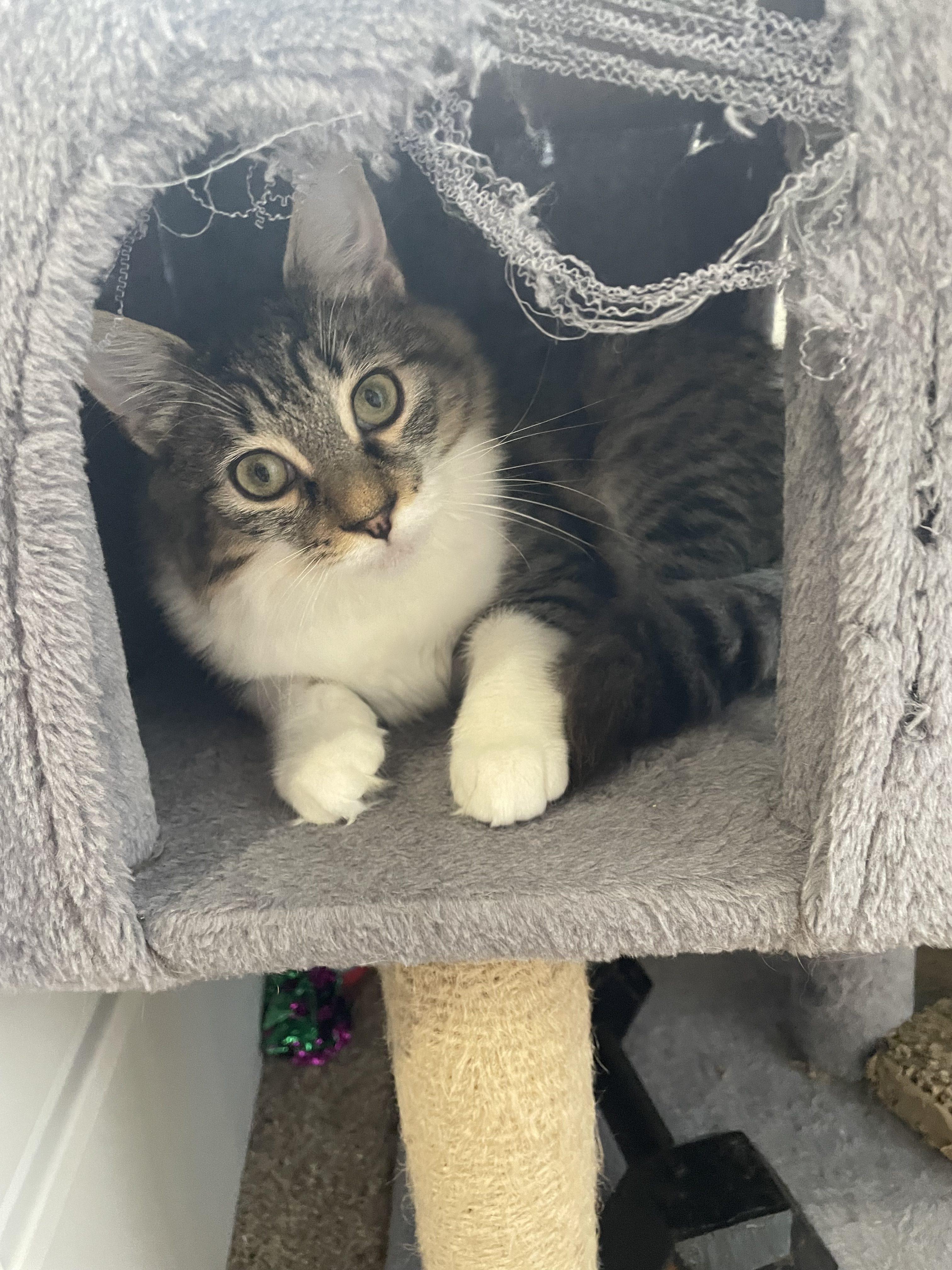 Mattie, a Adoptable Domestic Long Hair in Norfolk, VA image 1/4