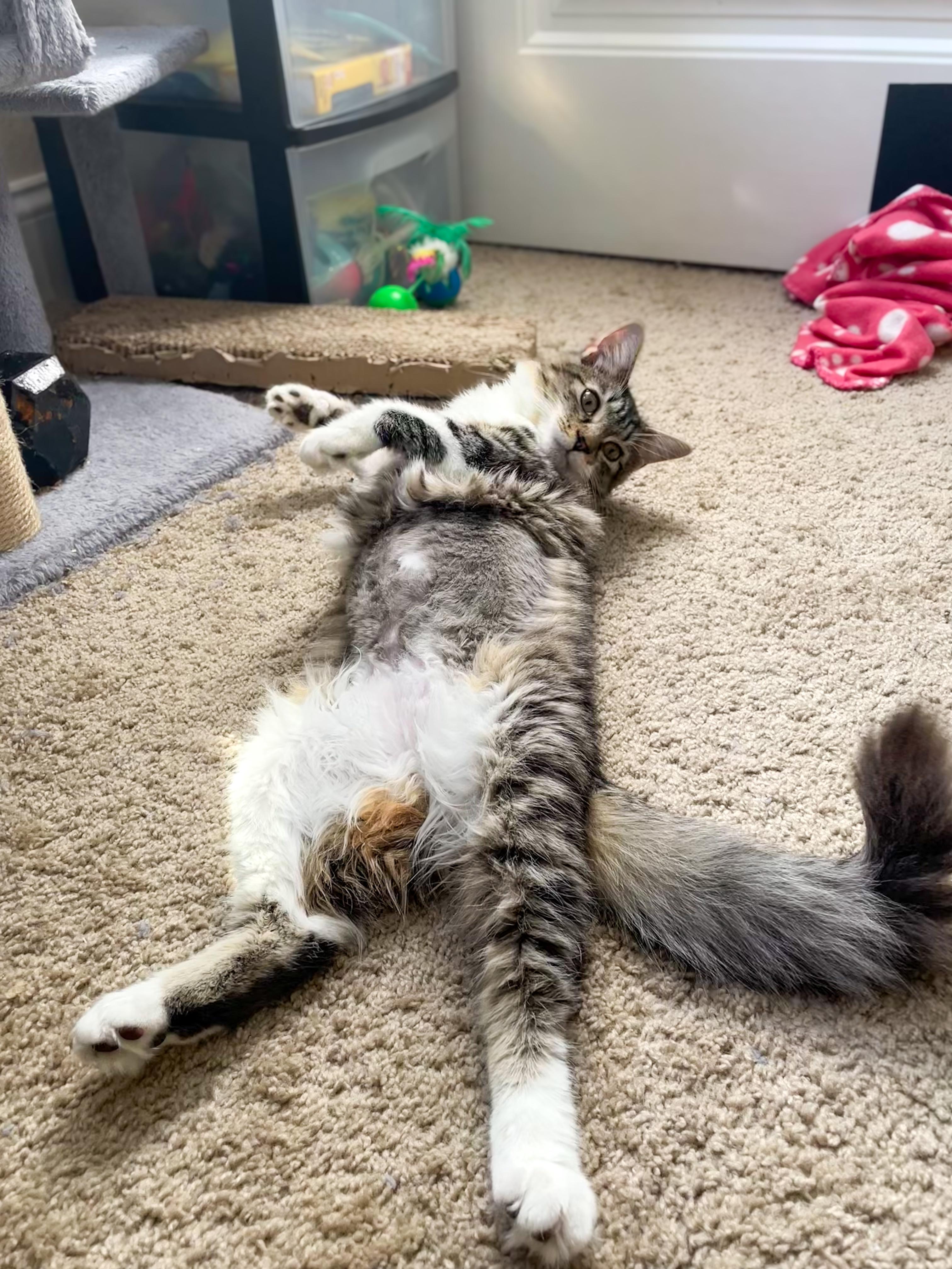 Mattie, Adoptable, Young Female Domestic Long Hair.