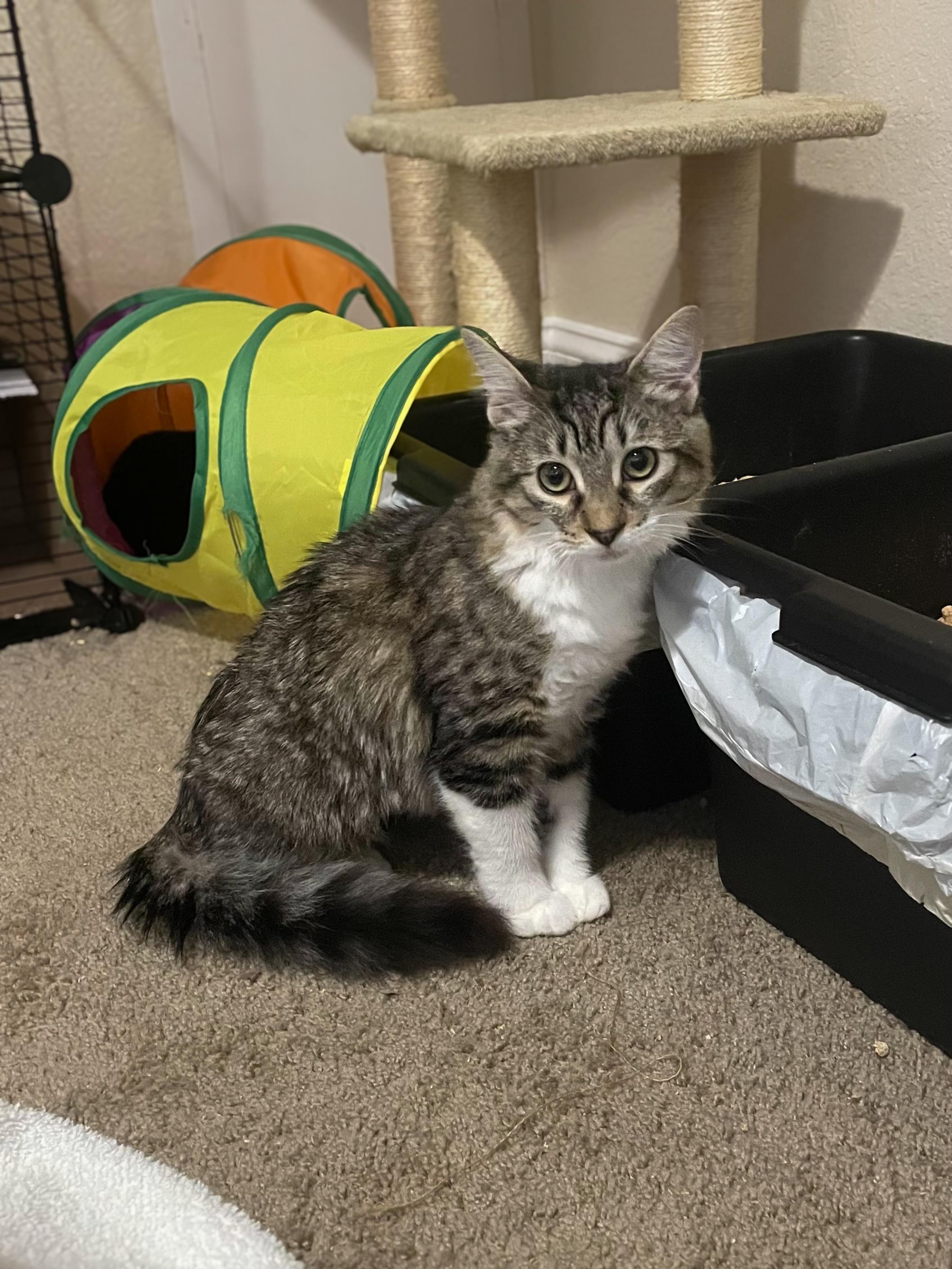 Mattie, a Adoptable Domestic Long Hair in Norfolk, VA image 2/4