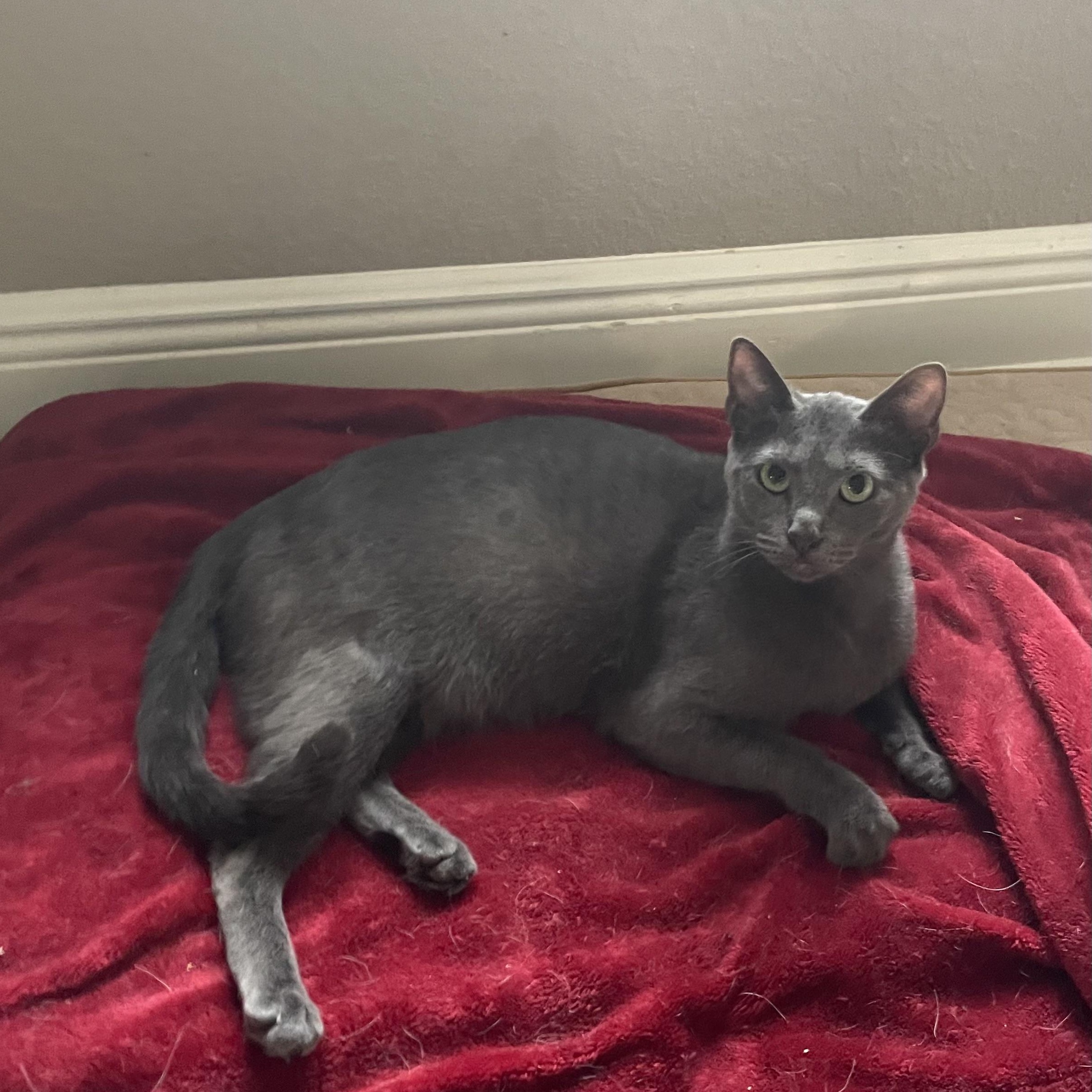 Blair, Adoptable, Kitten Female Russian Blue.