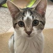 Enlarge Flash, a Adoptable Domestic Short Hair in Kenhorst, PA image 2/2