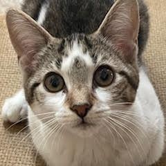 Enlarge Flash, a Adoptable Domestic Short Hair in Kenhorst, PA image 1/2
