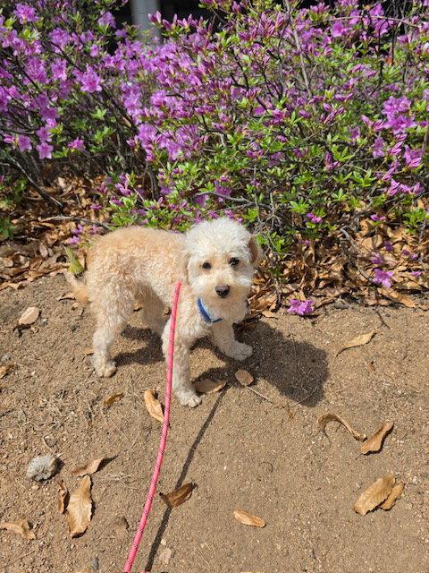 Enlarge SEJIN, a Adoptable mixed breed in Agoura Hills, CA image 2/2