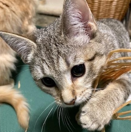 Enlarge KIKI, an adopted mixed breed in Watkinsville, GA image 3/6