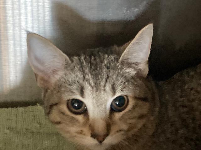 Enlarge KIKI, an adopted mixed breed in Watkinsville, GA image 5/6