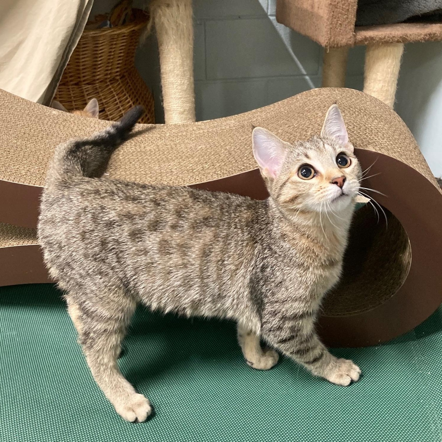 KIKI, adopted, Kitten Female Domestic Short Hair.