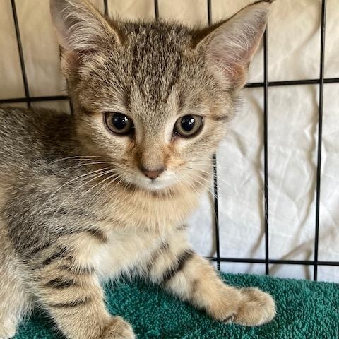 Enlarge KIKI, an adopted mixed breed in Watkinsville, GA image 6/6