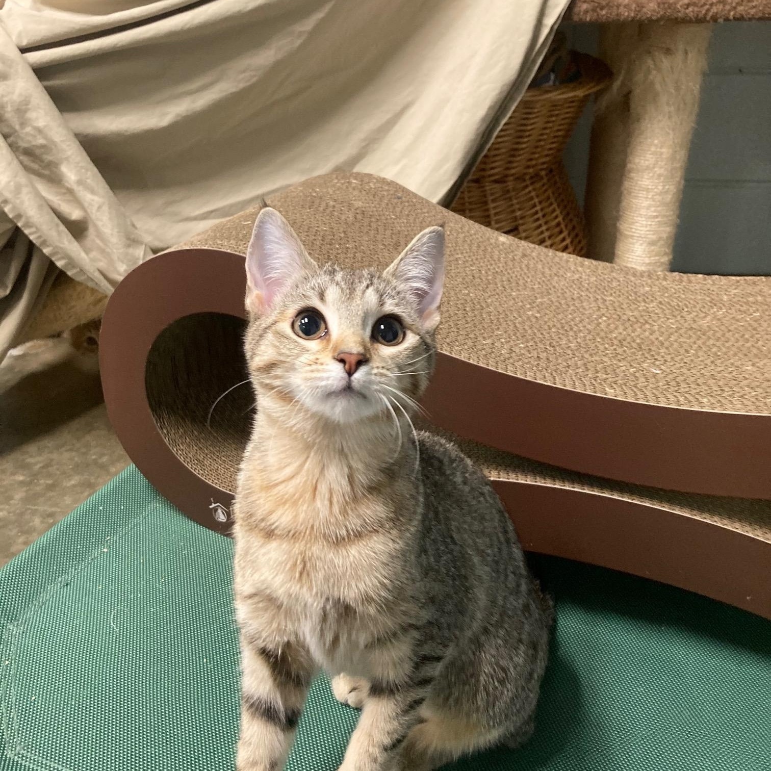 Enlarge KIKI, an adopted mixed breed in Watkinsville, GA image 2/6