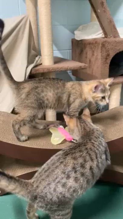 Enlarge KIKI, an adopted mixed breed in Watkinsville, GA video 4/6