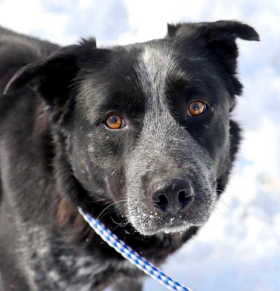 Allister (AO35738), ADOPTABLE, Adult Male Border Collie & Australian Cattle Dog / Blue Heeler.