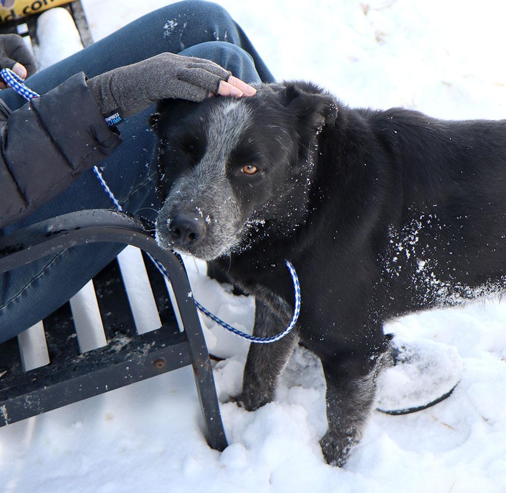 Enlarge Allister (AO35738), a ADOPTABLE mixed breed in Kansas City, KS image 5/6