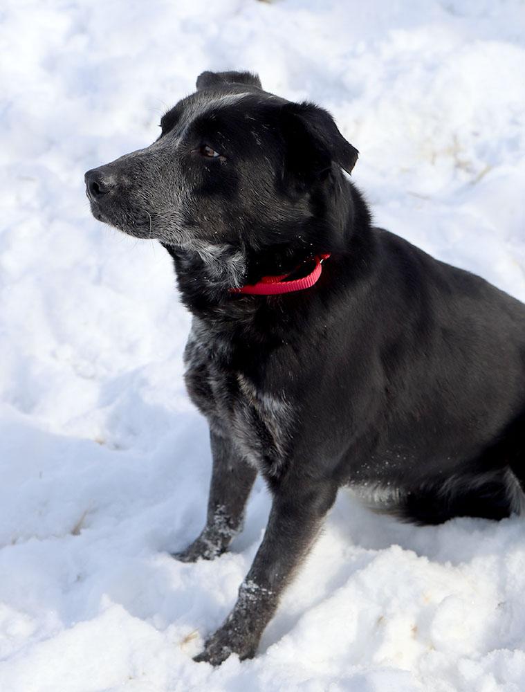 Enlarge Allister (AO35738), a ADOPTABLE mixed breed in Kansas City, KS image 6/6