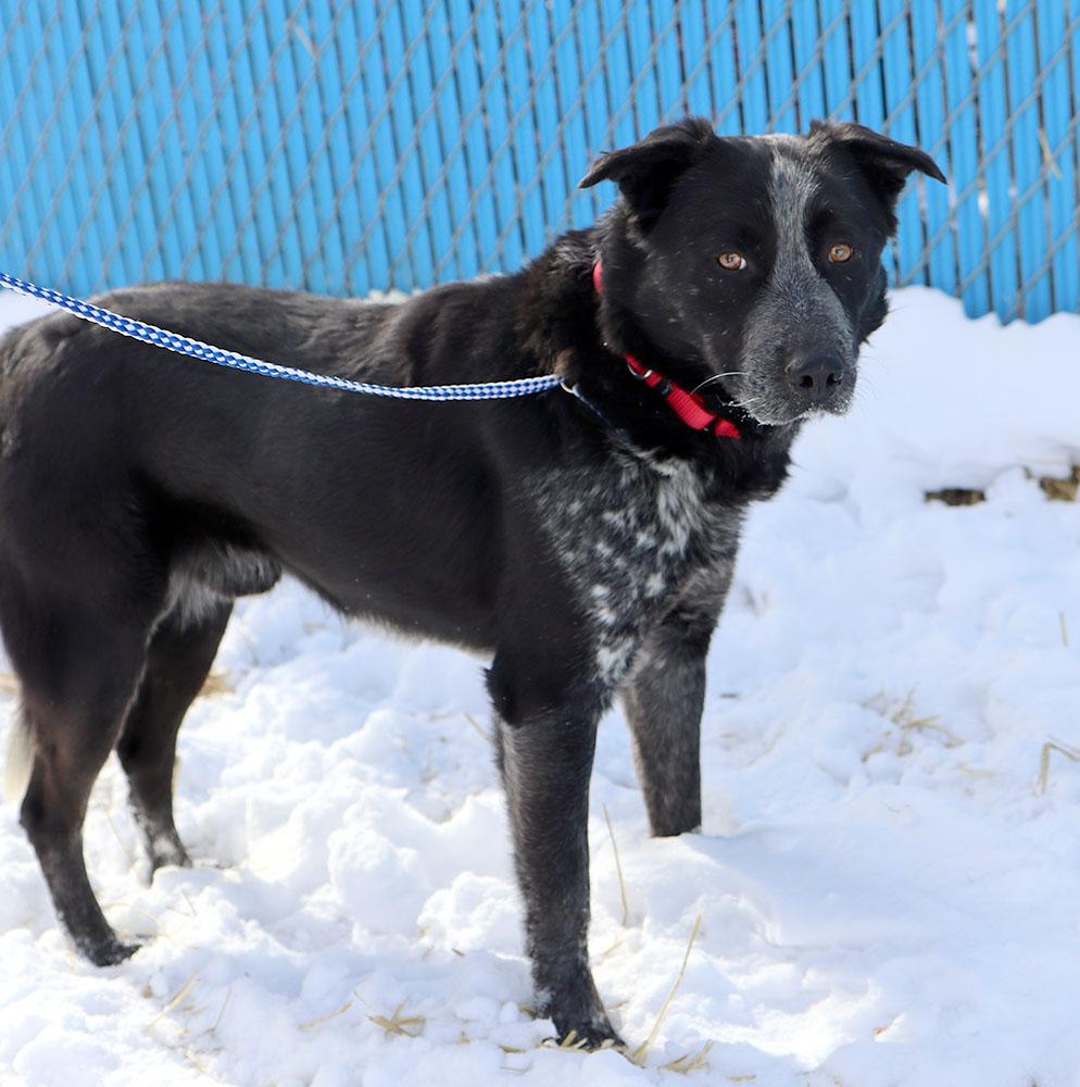 Enlarge Allister (AO35738), a ADOPTABLE mixed breed in Kansas City, KS image 3/6