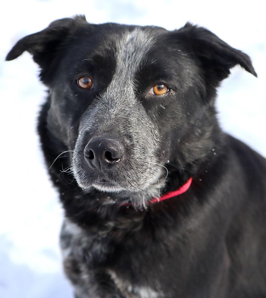 Enlarge Allister (AO35738), a ADOPTABLE mixed breed in Kansas City, KS image 4/6