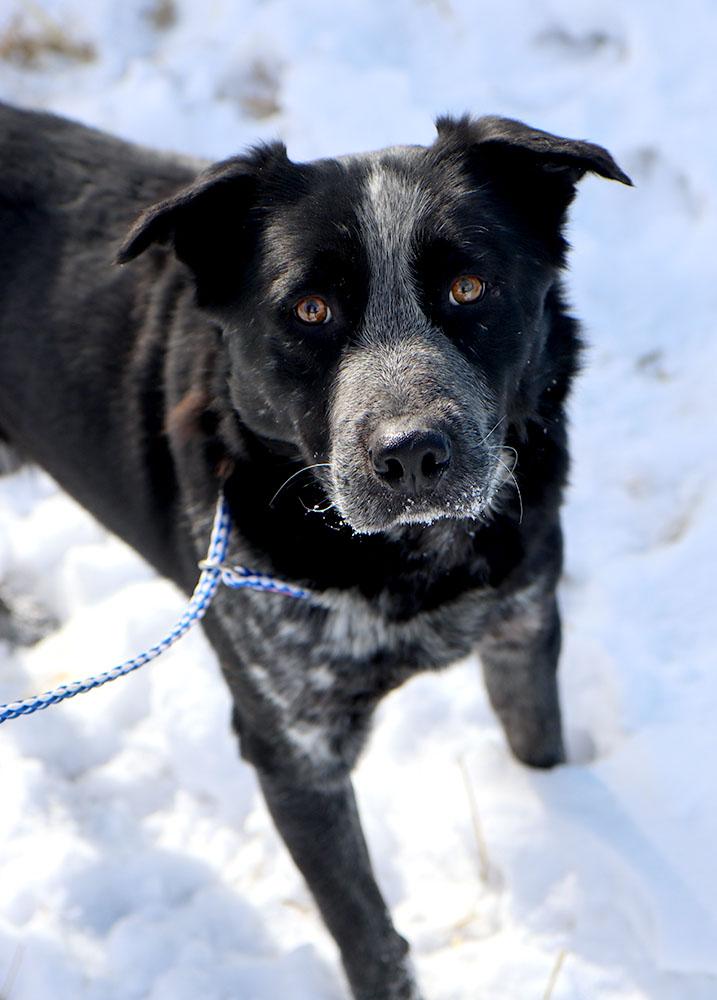 Enlarge Allister (AO35738), a ADOPTABLE mixed breed in Kansas City, KS image 2/6