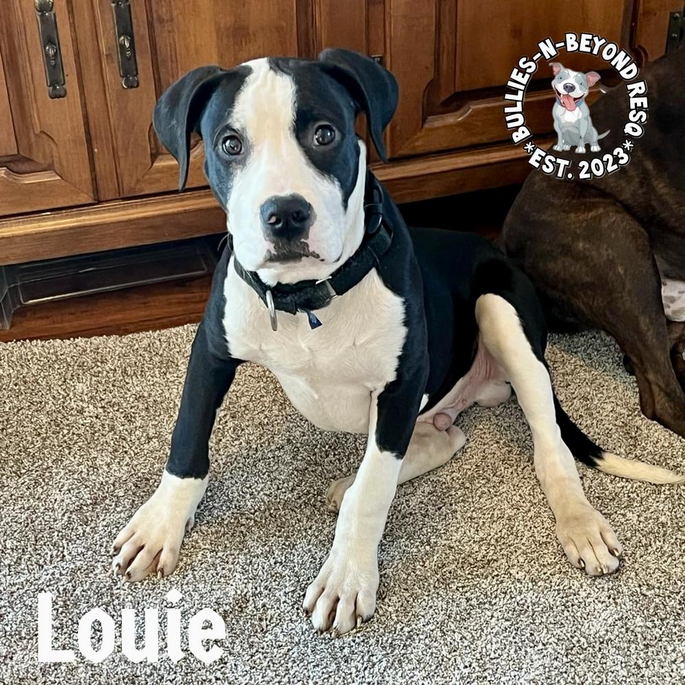 Enlarge Louie, a Adoptable mixed breed in Omaha, NE image 1/6