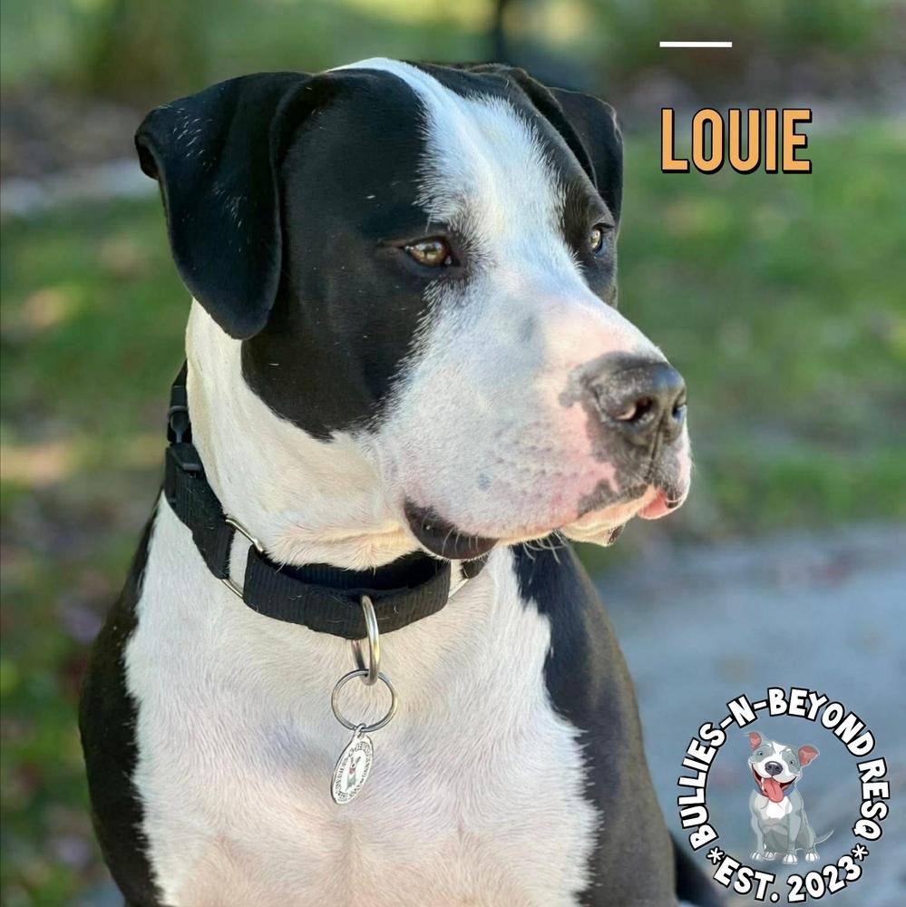 Enlarge Louie, a Adoptable mixed breed in Omaha, NE image 3/6