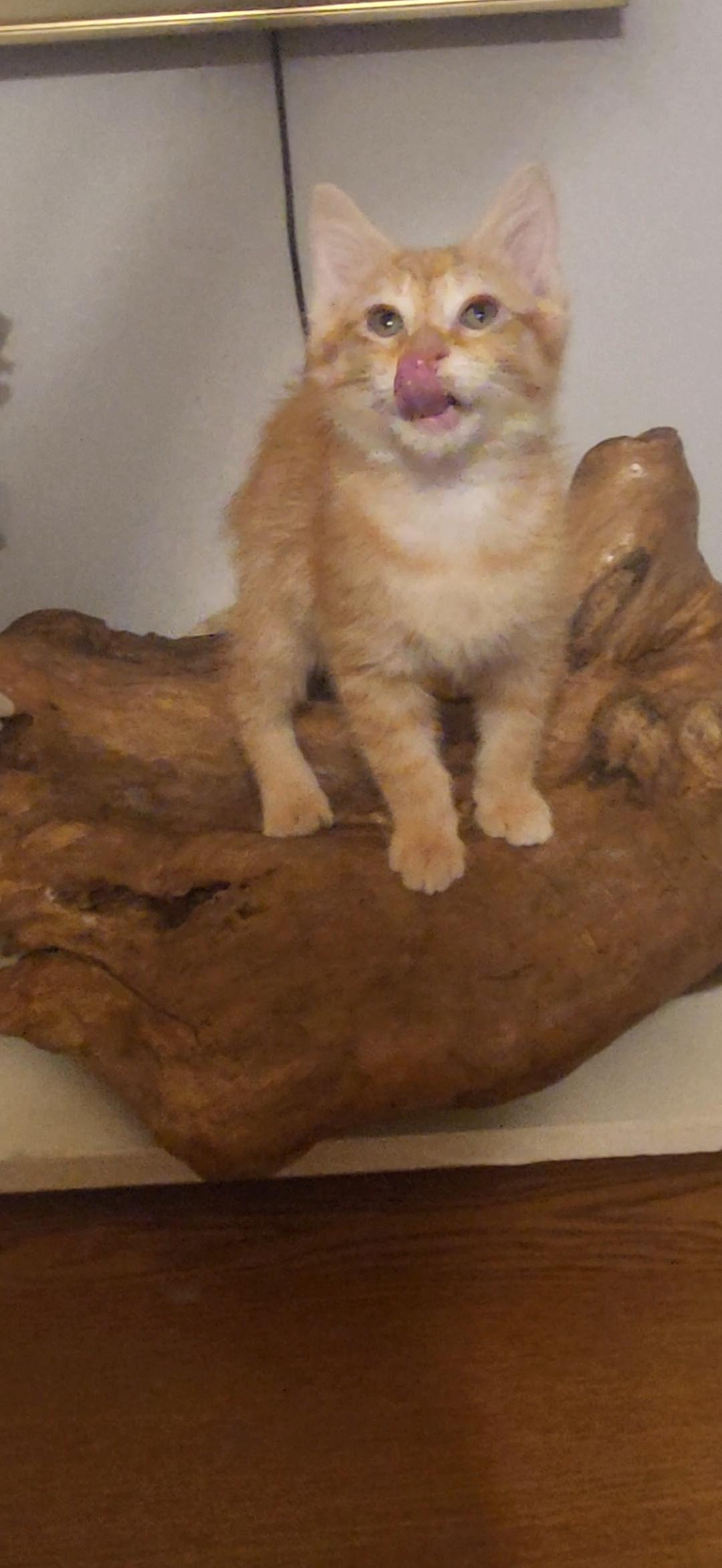 Boomer, a Adoptable Domestic Short Hair in Evansville, IN image 1/2