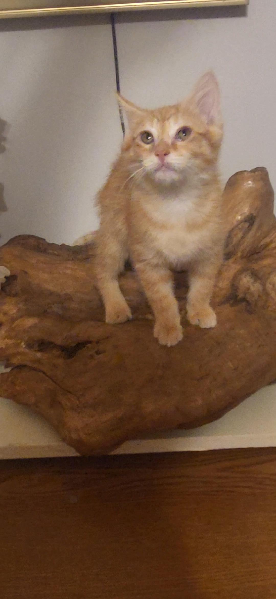 Boomer, a Adoptable Domestic Short Hair in Evansville, IN image 2/2