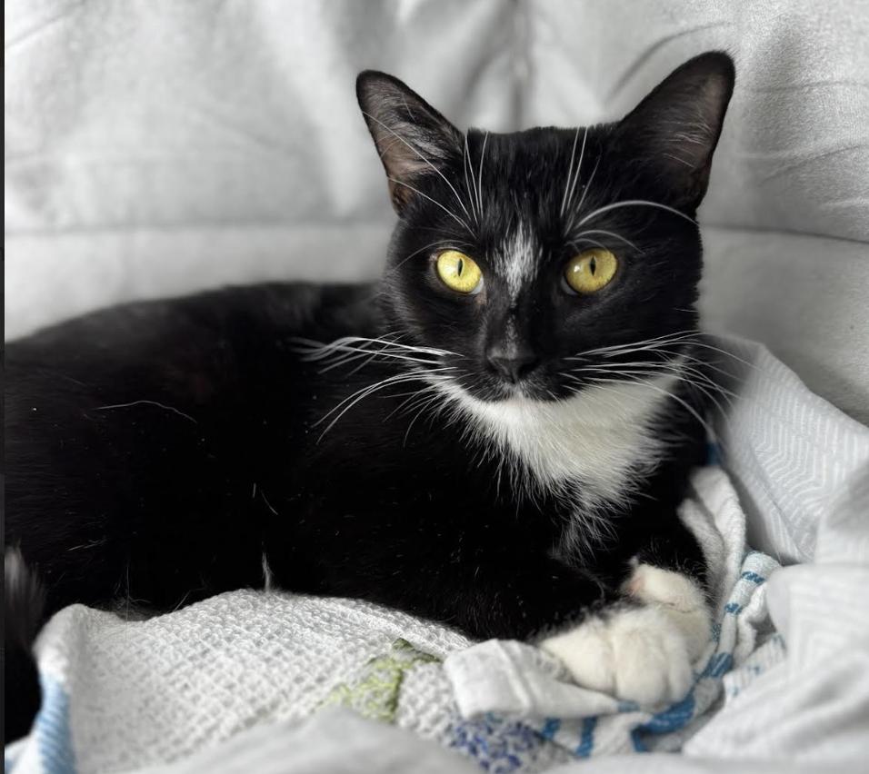 Enlarge Dolce, a ADOPTABLE Domestic Short Hair in Greenburgh, NY image 2/5